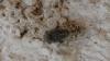 Oestrus ovis